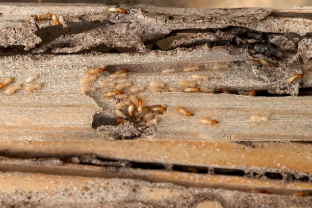 Best Flea Control Services  in Port Reading, NJ