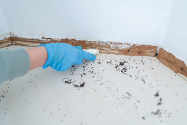 Best Bed Bug Extermination  in Port Reading, NJ